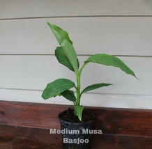 live plant Medium Musa Basjoo Cold Hardy Banana Plant - £53.35 GBP