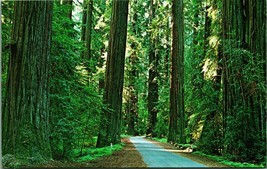 Among the Redwood Trees Redwood Highway California CA UNP Chrome Postcard B6 - £2.28 GBP