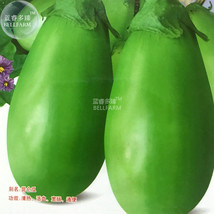 Eggplant Little Green Vegetable Seeds 5 Packs 60 Seeds Organic Tasty Gar... - $10.22