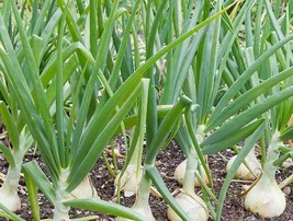 500 Treated Vidalia Sweet Onion Seeds Nongmo Heirloom  From US  - $8.35