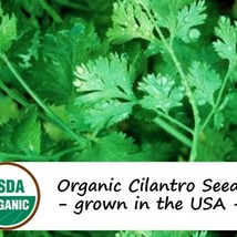 200 Organic Cilantro Herb Seeds Fresh Seeds From US - $13.98