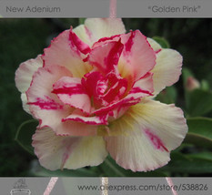 1 Pack 2 Seeds Variegated Adenium Obesum Golden Pink Desert Rose Flowers Seeds # - $6.29