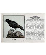 Raven Bird Print 1931 Blue Book Birds Of America Antique Art PCBG13B - £18.66 GBP