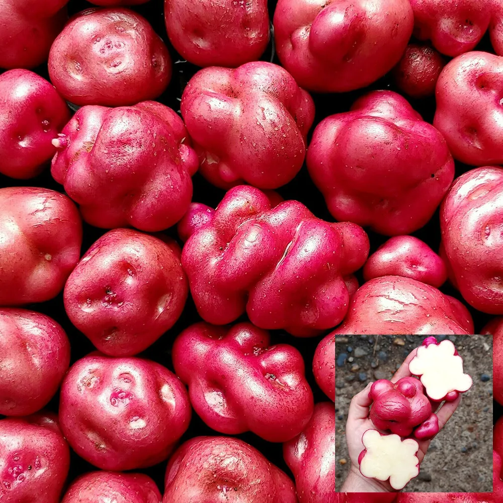 4 Peruvian Andean Potato Seeds - Llumchuy Waqachi - £11.79 GBP