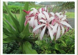 Crinum Lily, C. Asiaticum, Giant White Spider Lily 5(five) bulbs - £24.04 GBP