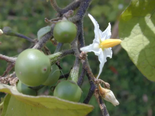 Solanum Torvum Turkey Berry Fruit Seeds USA Seller - £14.08 GBP