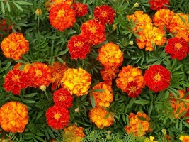 Marigold Seeds 150+ French Sparky Mix Flower Tagetes Wildflower From US - $8.83