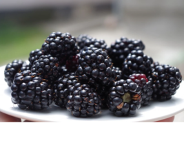 Xo 50 of Blackberry Seeds Non-GMO ORGANIC exotic tree berries edible berry SEEDS - £8.65 GBP
