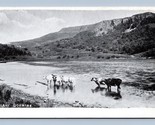 Mucche Guado IN Lago Gormire Thirsk Inghilterra UK Unp Wb Cartolina N13 - £5.68 GBP