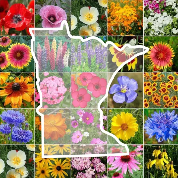 Fresh Wildflower Minnesota State Flower Mix Perennials Annuals 1000 Seeds - £5.56 GBP