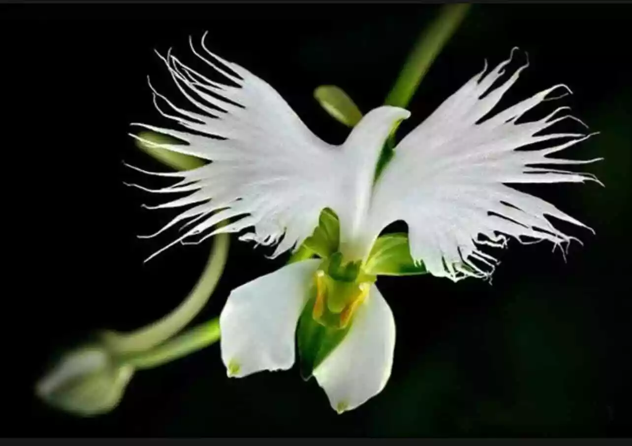  white egret orchid seeds Heron White dove colors included are white 20+... - $6.50