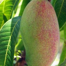 Mallika Mango Tree Grafted 3 Feet Tall With In 3Gl Pot No Ship To Ca Fre... - £164.69 GBP