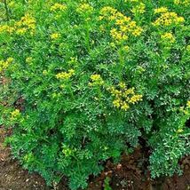 300+ Seeds Rue Insect Pest Heirloom Herbs Spring - £11.00 GBP