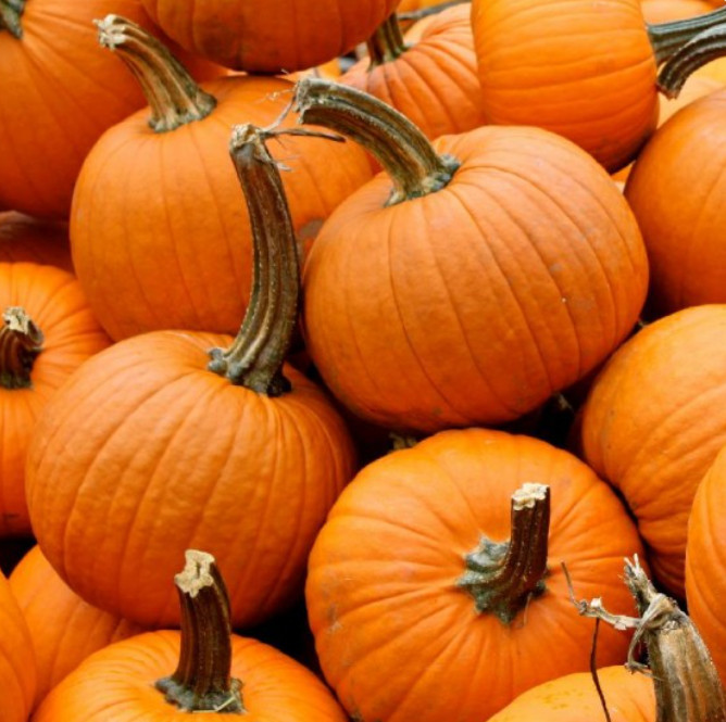 Pumpkin Small Sugar Heirloom Great For Pies Sweet Non-Gmo 25 Seeds - $9.96