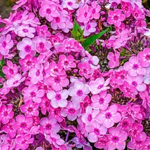 SR12Store 50 Rainbow Dance Phlox Seeds Flower Perennial Seed Flowers Butterfly 1 - $8.62