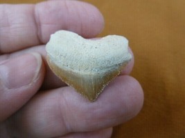 (S1710-25) 7/8&quot; HEART Fossil SQUALICORAX Crow Raven Shark Tooth necklace... - $260.77 MXN