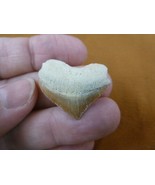(S1710-25) 7/8&quot; HEART Fossil SQUALICORAX Crow Raven Shark Tooth necklace... - $19.64 CAD