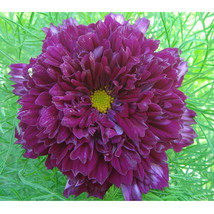 Purple (Mixed) Cosmos Bipinnatus Coreopsis Seeds Purple Double Flowers a... - $6.99