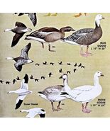 Goose Geese Varieties And Types 1966 Color Bird Art Print Nature ADBN1r - $371.04 MXN