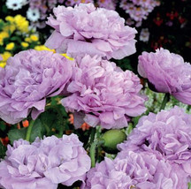 Lima Ja Organic Lilac Double Peony Poppy Flower 100 Seeds Will Germinate!! 6 - £4.81 GBP