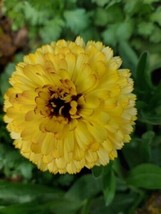 Crown Yellow Pot Marigold - Calendula officinalis - 5+ seeds - Ed 070 - $1.99