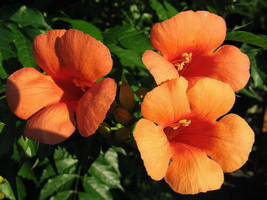 25 Seeds Hummingbird Trumpet Creeper Vine Campsis Radicans Flower - £13.67 GBP