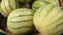 50+ Chris Cross Watermelon Seeds - $8.48