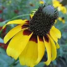 500 Seeds Clasping Coneflower Seeds Non-GMO  - £7.84 GBP