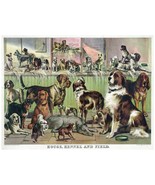 7704.Decoration Poster.Home Room wall design art print.Kennel.Dogs breed... - £13.70 GBP+