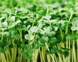 USA SELLER Organic Broccoli Microgreen Seeds Seeds For Sprouting Fresh New - £7.94 GBP