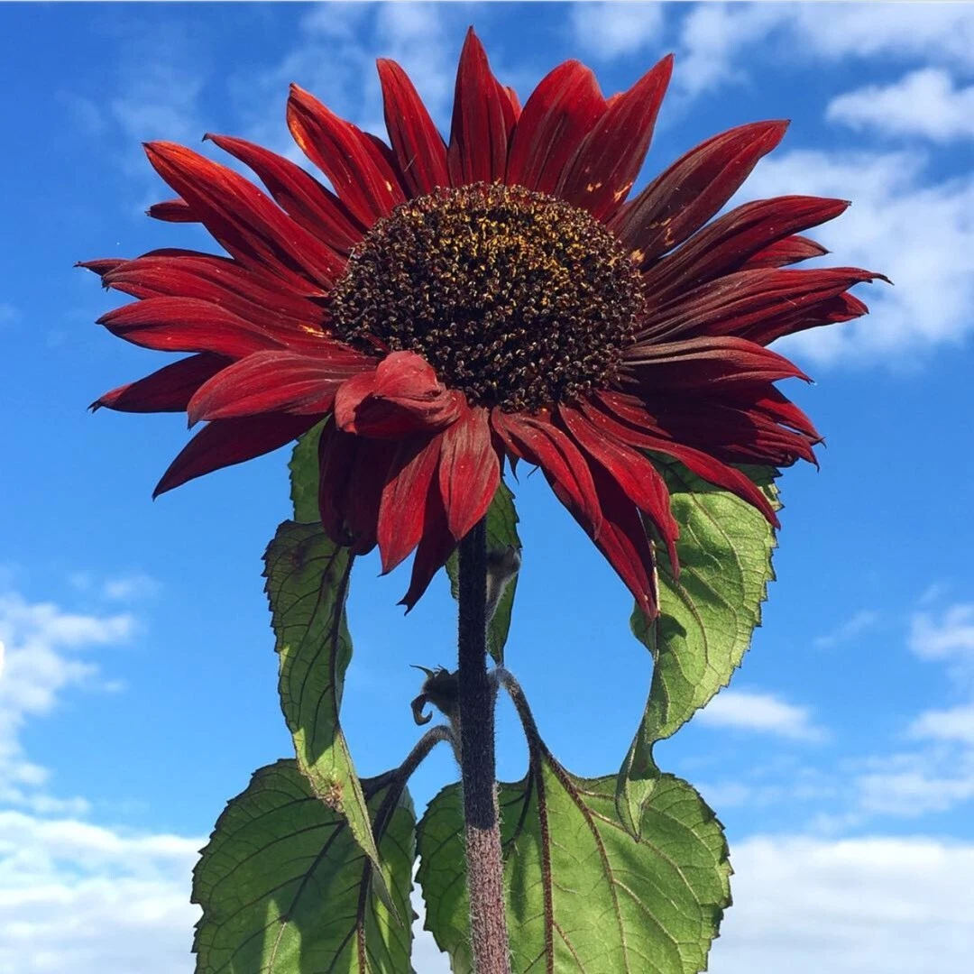 25+ RED SUN SUNFLOWER SEEDS -- Heirloom -- NON GMO - FRESH ------ RARE - $3.20