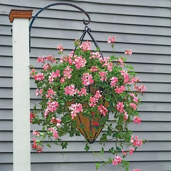 Swiss Balcony Geranium ‘Desrumeaux house plant- garden- flowers 15+ Seeds - $8.50