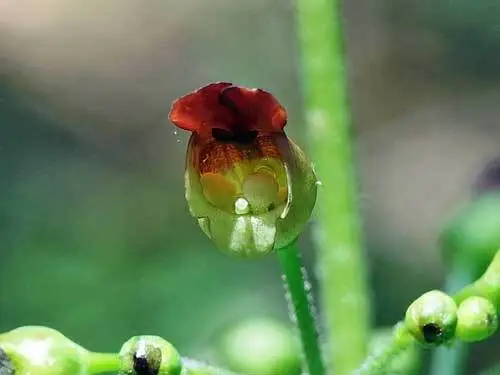 US Seller Scrophularia Nodosa Common Figwort 150 Seeds - £12.25 GBP