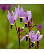 25 Dodecatheon Purple Pink And White Shade-Loving Flower Seeds Fresh USA... - $18.99