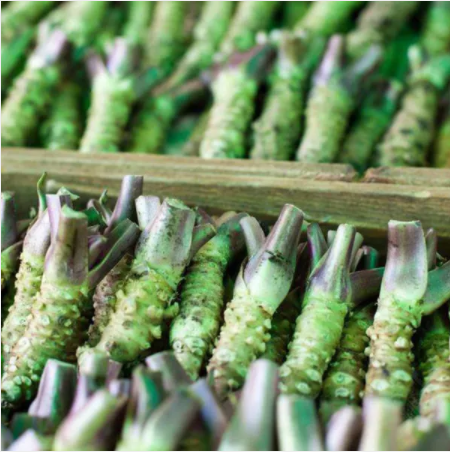Wasabi Seeds, Approx 400 Seeds / Pack, Original Pack, Japanese Mustard Herbs