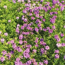 Bloomys 1000 Verbena Purple Moss Seeds Ground Cover Perennial Dwarf Non ... - $10.38