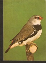#5k FAUNA animals Bird - Diamantfink Chaffinch finch - 1950 - £1.92 GBP