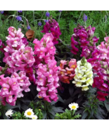 Multi-Color Antirrhinum Majus Bonsai 200 PCS Seeds - $11.19