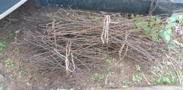 Vintage Antique Huge Lot Metal Barbed Wire Fencing Farming Western Over 200 Feet - $70.78