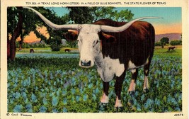 Vintage Postcard Texas Longhorn in A Field of Blue Bonnets State Flower ... - $6.99
