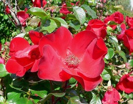 TKBONStore 30 Seeds Japanese Red Rose Bush Rosa Rugosa Rubra Rugrose Fragrant Fl - £6.99 GBP