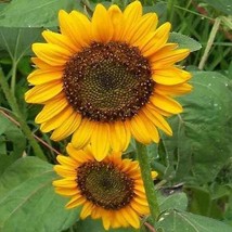 Sunflower Dwarf Sunspot 100 Seeds  - £5.97 GBP