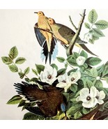 Mourning Dove 1950 Lithograph Art Print Audubon Bird First Edition DWU14D - $29.99