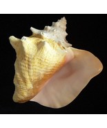 Pink Conch 8&quot; - 9&quot; queen slit back beach decor ocean wedding sea shells ... - €38,79 EUR