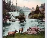 Upper Tumwater Falls Elk Scene Olympia Washington WA UNP DB Postcard Q9 - £7.74 GBP