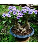 5Pcs Rare Purple Desert Rose Seeds Garden Flower Decor-seed - $7.91 CAD