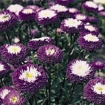 Aster Pompon Blue 100 Flower Fresh Seeds USA Seller - £12.02 GBP