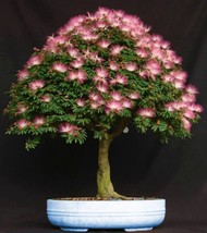 HGBO Pink Fairy Duster Tree Calliandra Enophylla Exotic 10 Seeds  From US - $8.72