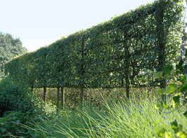 USA Non GMO Maple Hedge Maple Tree Living Fence 16 Seeds - $7.89