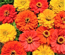 Semilir Fruity Beauty Zinnia Seeds 90 Seeds Non-Gmo Fast Grow From US - $7.78